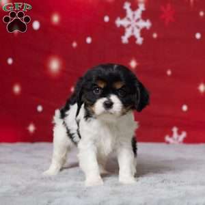 Amber, Cavalier King Charles Spaniel Puppy